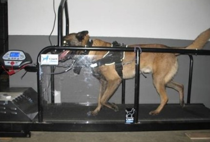 Exercices de rééducation fonctionnelle pour votre chien sur un tapis roulant 