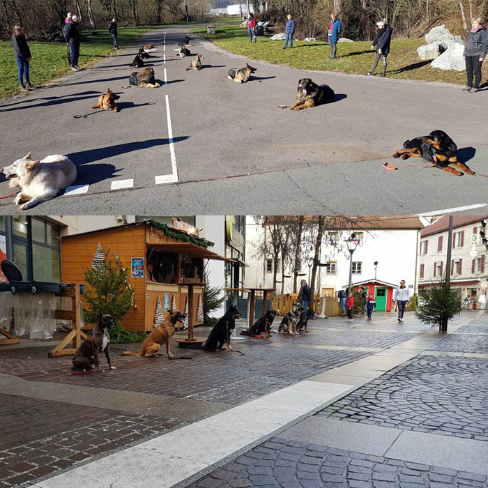 Éducation et dressage professionnel des chiens de sport et d'utilité